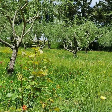 Apartamento Podere Colombaio - Verbena *